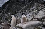Pinguins de barbicha (chinstrap penguins) caminham nas rochas de Cape Lookout, em Elephant Island, na Antártida